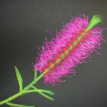 Soft pastel bottlebrush