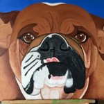 Bruce the Bulldog